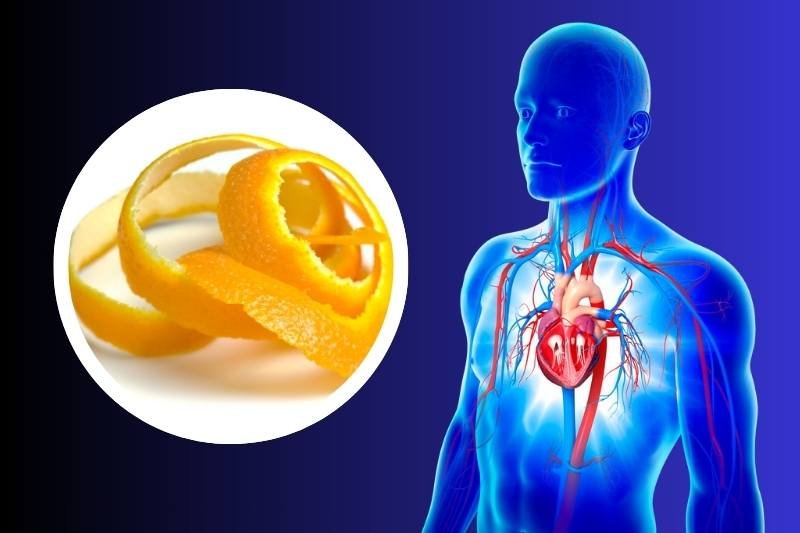 מחקר חדש: תמצית קליפות תפוז יכולות לשפר את בריאות הלב