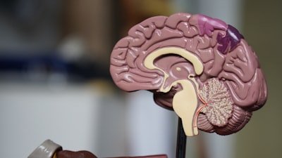 רוצה להפחית את הסיכון לדמנציה ב-60%? זה מה שצריך לעשות!