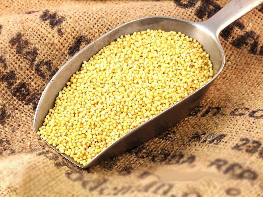 דוחן – היתרונות הבריאותיים