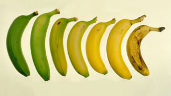 איזו בננה בריאה יותר