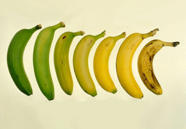 העמילן בבננה הופך לסוכר ככל שהבננה מבשילה